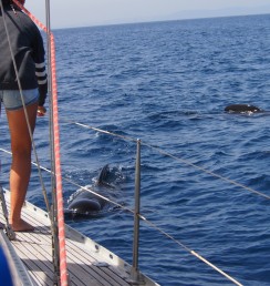 Pilot Whale bumping the boat
